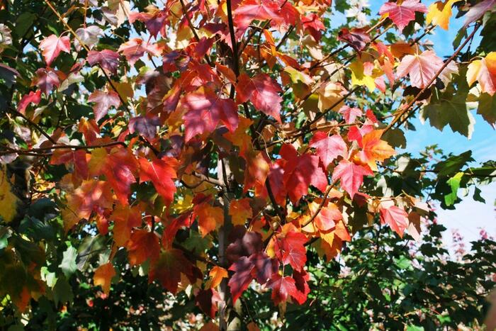 Javor červený 'Red Sunset' - Acer rubrum 'Red Sunset'