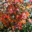 Javor červený 'Red Sunset' - Acer rubrum 'Red Sunset'