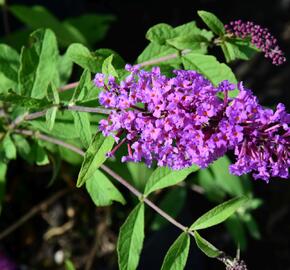 Motýlí keř, Komule Davidova 'Border Beauty' - Buddleja davidii 'Border Beauty'