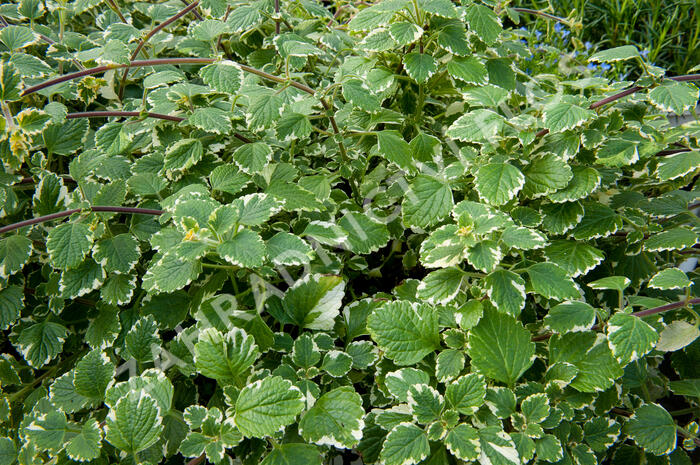 Moud, plektrantus 'Variegatus' - Plectranthus coleoides 'Variegatus'