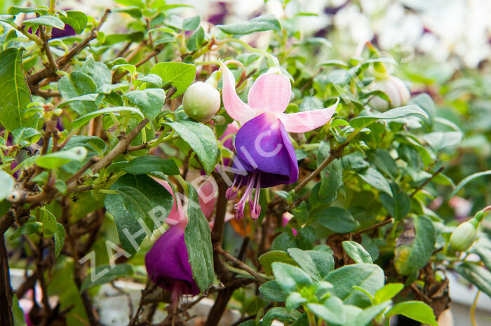 Fuchsie, čílko 'Pink Ballet Girl' - Fuchsia hybrida 'Pink Ballet Girl'