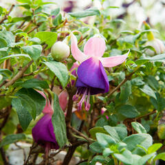 Fuchsie, čílko 'Pink Ballet Girl' - Fuchsia hybrida 'Pink Ballet Girl'