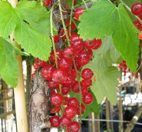 Rybíz červený 'Detvan' - Ribes rubrum 'Detvan'