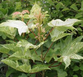 Javor klen 'Brilliantissimum' - Acer pseudoplatanus 'Brilliantissimum'