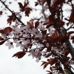 Slivoň myrobalán 'Nigra' - Prunus cerasifera 'Nigra'