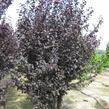 Slivoň myrobalán 'Nigra' - Prunus cerasifera 'Nigra'