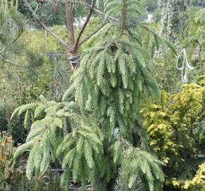 Smrk omorika 'Pendula' - Picea omorika 'Pendula'