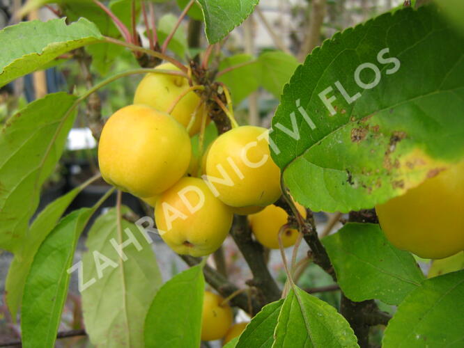 Jabloň okrasná 'Golden Hornet' - Malus 'Golden Hornet'