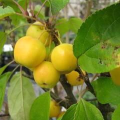 Jabloň okrasná 'Golden Hornet' - Malus 'Golden Hornet'