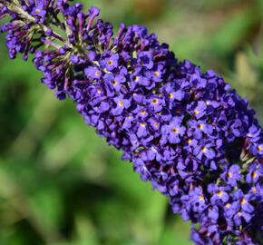 Motýlí keř, Komule Davidova 'Adonis Blue' - Buddleja davidii 'Adonis Blue'