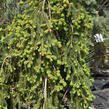 Smrk ztepilý 'Frohburg' - Picea abies 'Frohburg'