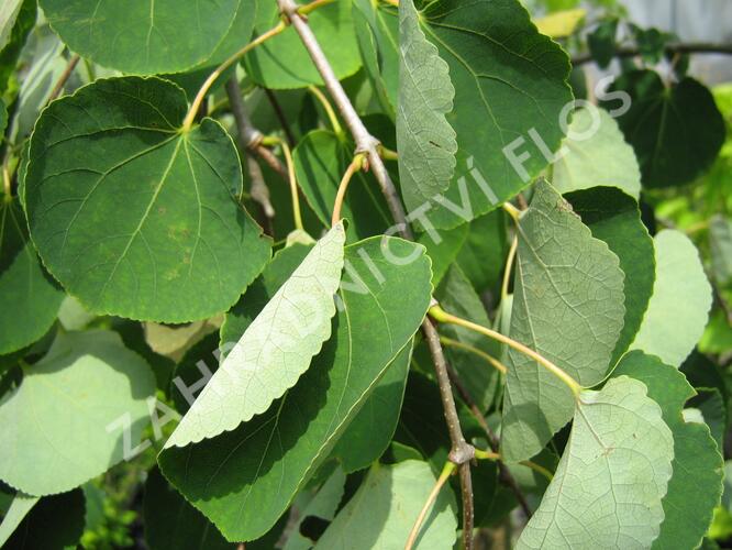 Zmarličník japonský 'Pendula' - Cercidiphyllum japonicum 'Pendula'