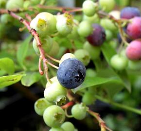 Borůvka chocholičnatá, kanadská borůvka 'Bluegold' - Vaccinium corymbosum 'Bluegold'