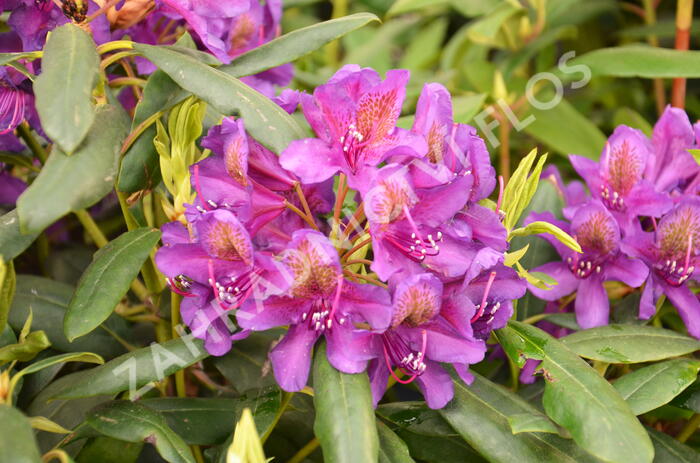 Pěnišník 'Marcel Menard' - Rhododendron (T) 'Marcel Menard'