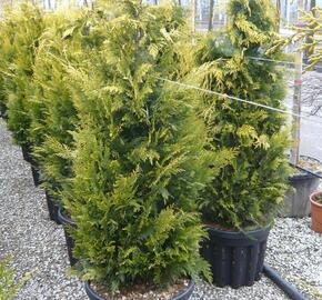 Cypřišek Lawsonův 'Yvonne' - Chamaecyparis lawsoniana 'Yvonne'