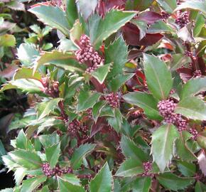 Cesmína 'Heckenstar' - Ilex meserveae 'Heckenstar'