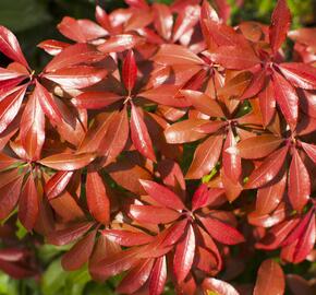 Pieris japonský 'Mountain Fire' - Pieris japonica 'Mountain Fire'