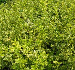 Ptačí zob vejčitolistý 'Aureum' - Ligustrum ovalifolium 'Aureum'