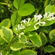 Ptačí zob vejčitolistý 'Aureum' - Ligustrum ovalifolium 'Aureum'