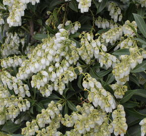 Pieris japonský 'Purity' - Pieris japonica 'Purity'