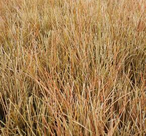 Ostřice chocholatá 'Kupferflamme' - Carex comans 'Kupferflamme'