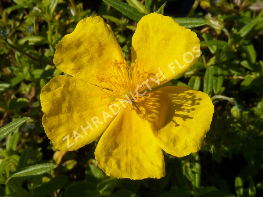 Devaterník 'Golden Queen' - Helianthemum 'Golden Queen'