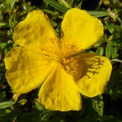 Devaterník 'Golden Queen' - Helianthemum 'Golden Queen'