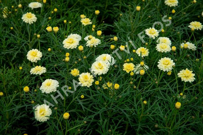 Kopretina pařížská 'Aramis Double Primrose' - Argyranthemum frutescens 'Aramis Double Primrose'