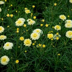 Kopretina pařížská 'Aramis Double Primrose' - Argyranthemum frutescens 'Aramis Double Primrose'