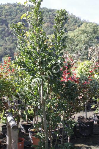 Dub cer 'Curly Head' - Quercus cerris 'Curly Head'