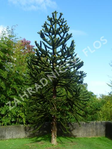 Blahočet chilský - Araucaria araucana