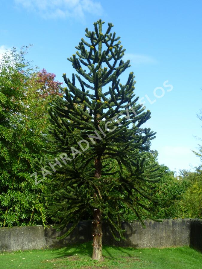 Blahočet chilský - Araucaria araucana