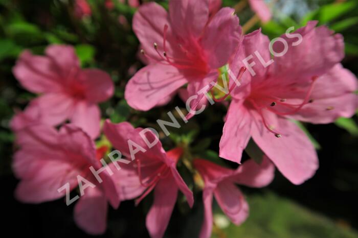 Azalka japonská 'Madame Albert van Hecke' - Azalea japonica 'Madame Albert van Hecke'