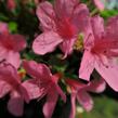 Azalka japonská 'Madame Albert van Hecke' - Azalea japonica 'Madame Albert van Hecke'