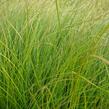 Ostřice 'Prairie Fire' - Carex testacea 'Prairie Fire'