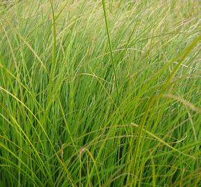 Ostřice 'Prairie Fire' - Carex testacea 'Prairie Fire'