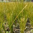 Ostřice 'Prairie Fire' - Carex testacea 'Prairie Fire'