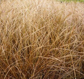 Ostřice chocholatá 'Bronze Form' - Carex comans 'Bronze Form'