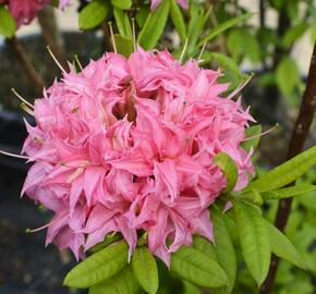 Azalka 'Homebush' - Azalea (KH) 'Homebush'