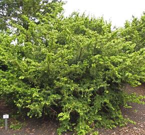 Tis prostřední 'Densiformis' - Taxus media 'Densiformis'