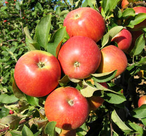 Jabloň zimní 'Šampion' - Malus domestica 'Šampion'