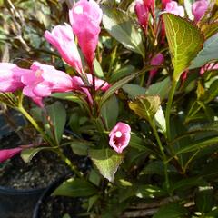 Vajgélie květnatá 'Victoria' - Weigela florida 'Victoria'