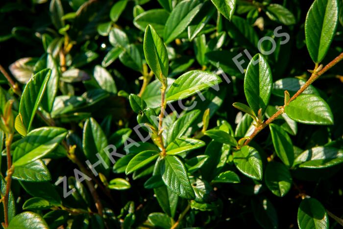 Skalník vrbolistý 'Bella' - Cotoneaster salicifolius 'Bella'