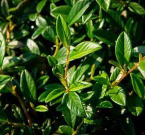 Skalník vrbolistý 'Bella' - Cotoneaster salicifolius 'Bella'