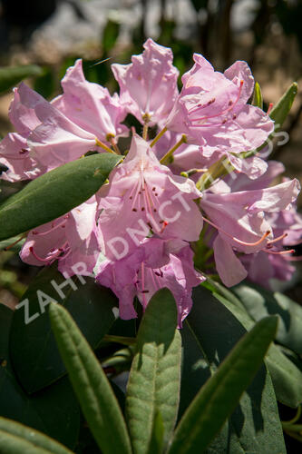 Pěnišník 'Roseum Elegans' - Rhododendron (T) 'Roseum Elegans'