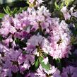 Pěnišník 'Roseum Elegans' - Rhododendron (T) 'Roseum Elegans'