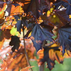 Javor mléč 'Royal Red' - Acer platanoides 'Royal Red'