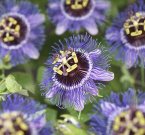 Mučenka 'Purple Rain' - Passiflora 'Purple Rain'