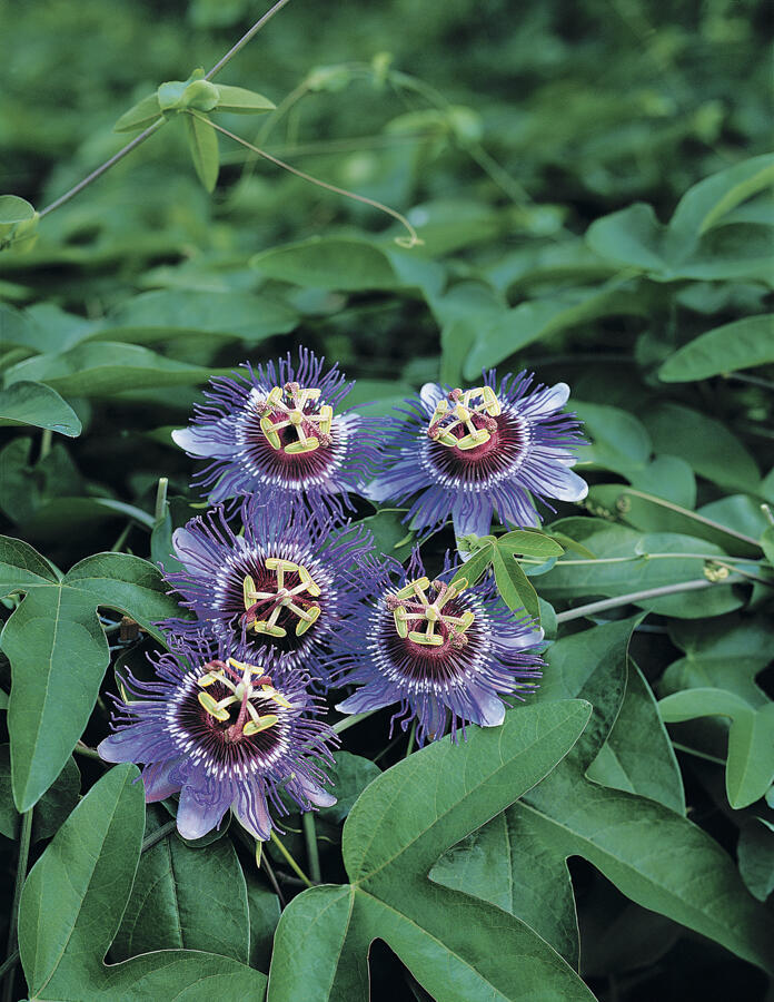 Mučenka 'Purple Haze' - Passiflora 'Purple Haze'