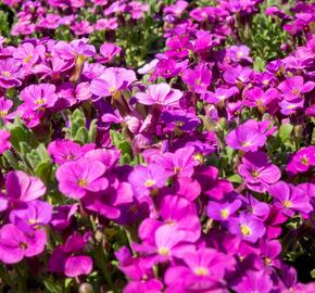 Tařička kosníkovitá 'Audrey Red' - Aubrieta deltoides 'Audrey Red'